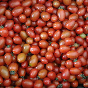 Tomato-1024x1024